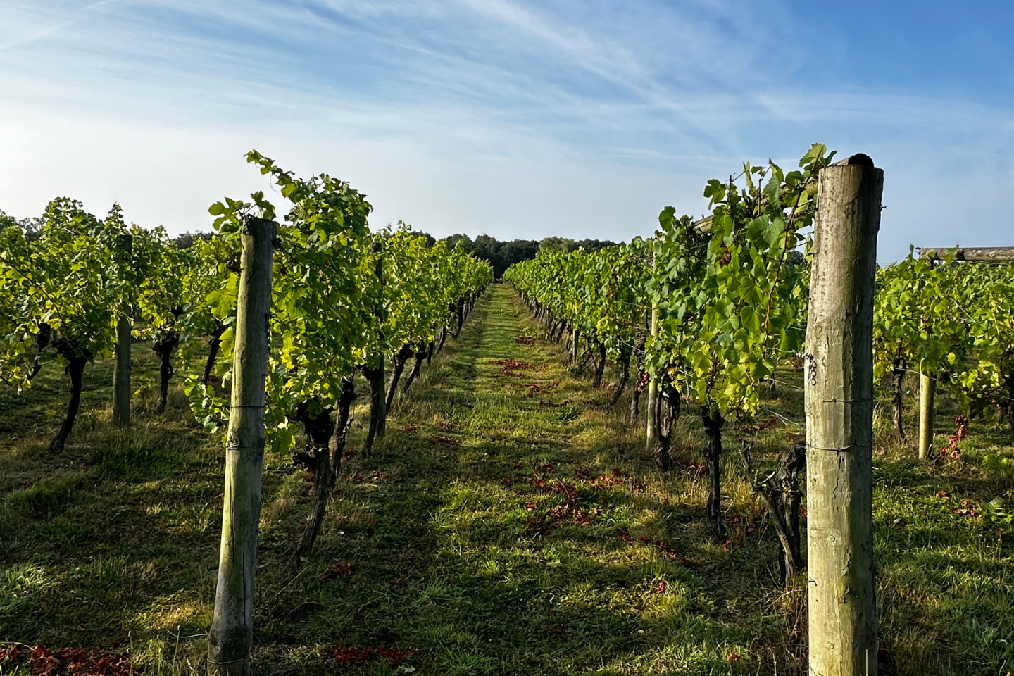 Summer Networking Among the Vines: Vineyard Tour and Tasting