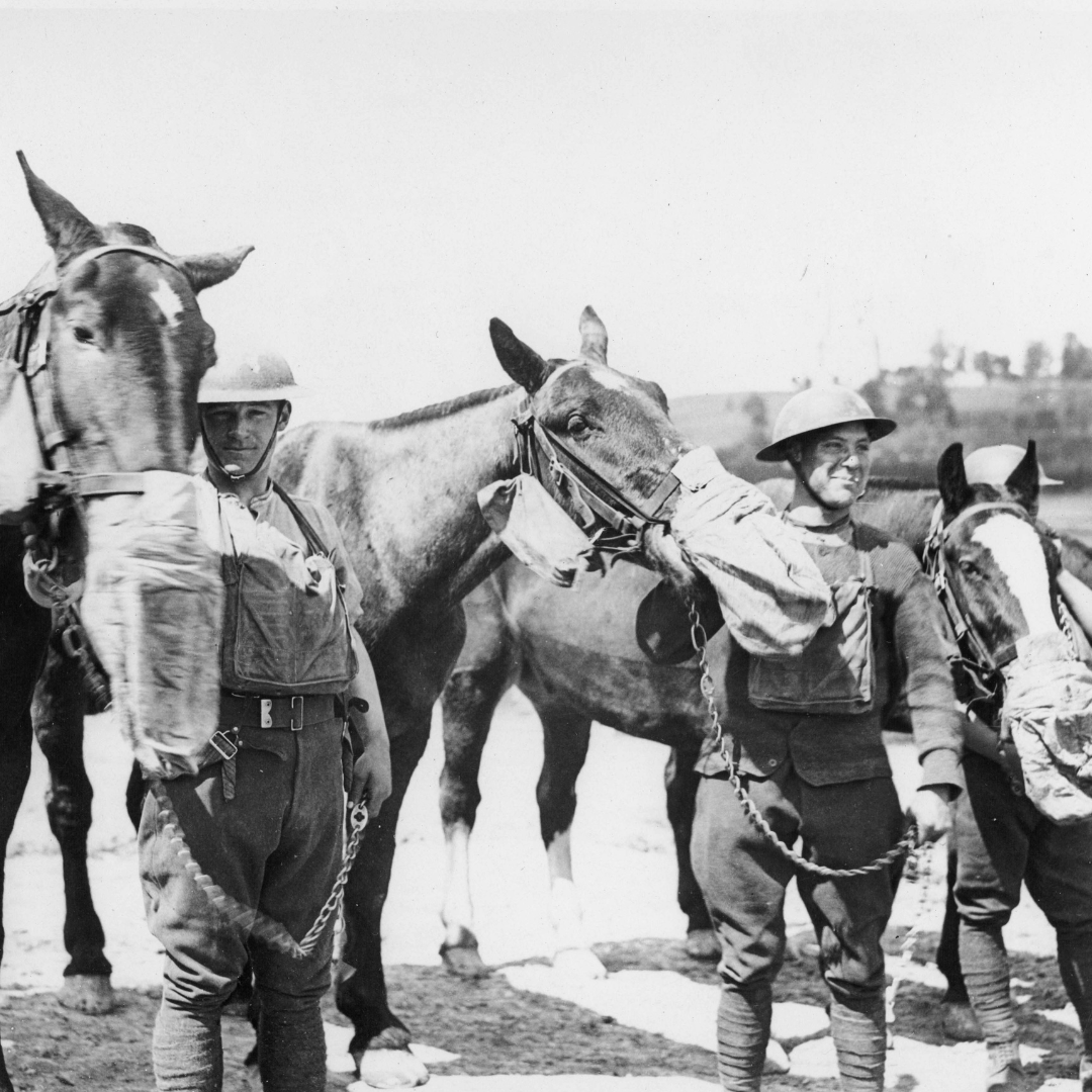 Solders feeding war horses