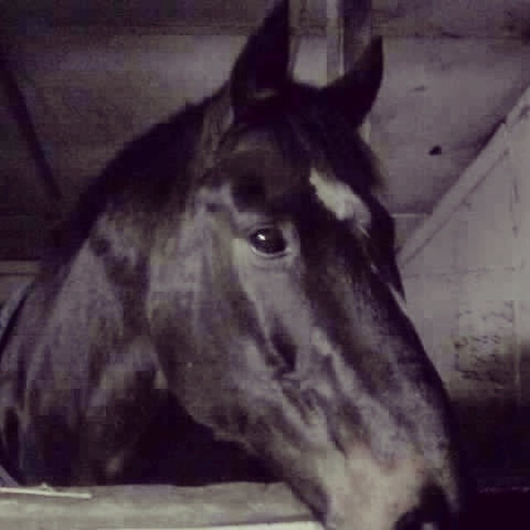 Horse looking out from stable
