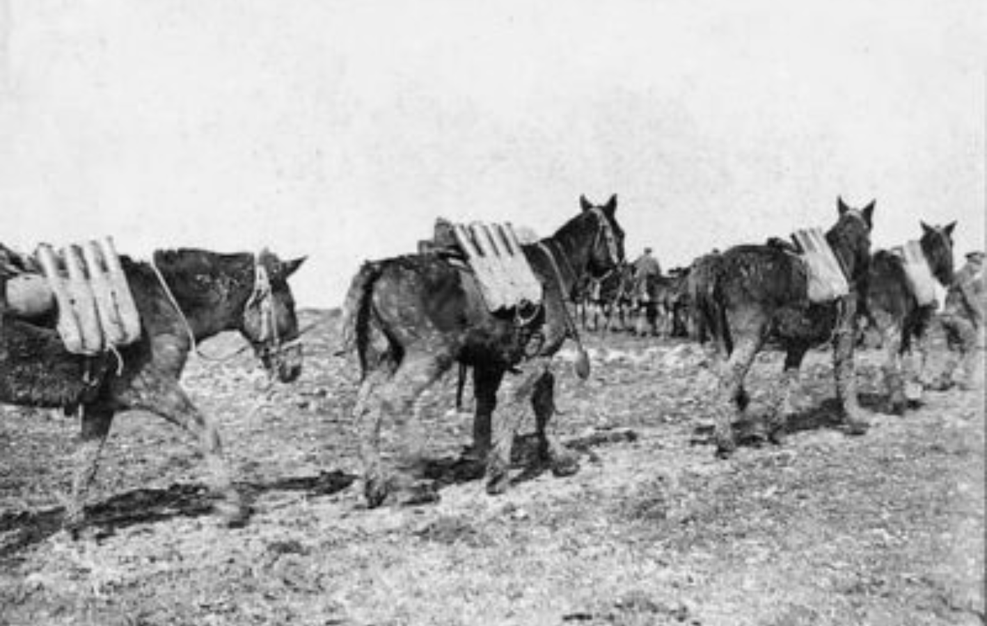 Pack mules carrying ammunition