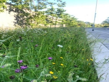 Swale in Eddington