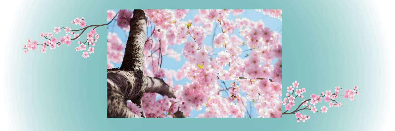 Cherry blossom