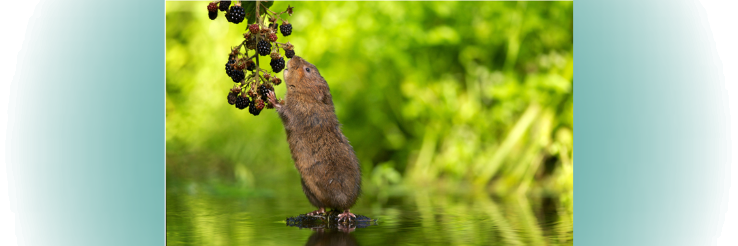 Vole eating berries