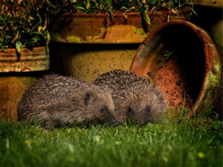Two hedgehogs on grass by terracotta plant pots