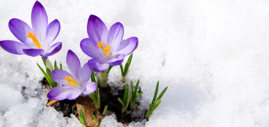 Spring crocuses