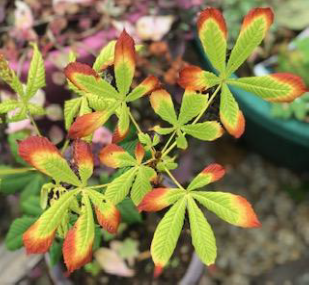 Photograph of a potted plant with green, palmate leaves showing vivid red-orange edges and tips. Close-up view highlights leaf coloration and textured foliage against a blurred garden background.