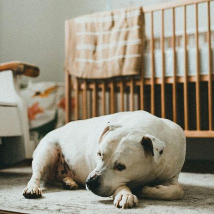 A white dog lying on a carpeted floor in a cosy room. Background includes a wooden crib with a striped blanket draped over it and a cushioned chair with floral upholstery.