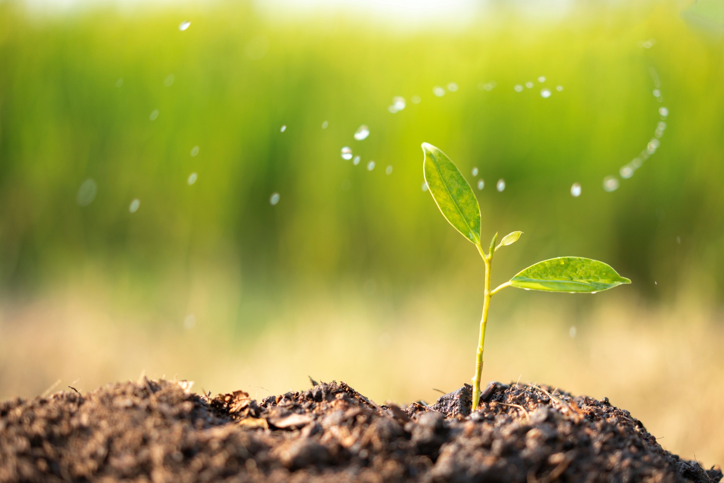 A growing plant