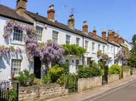 A terrace of whitewashed cottages on a sunny day in an English village, with climbing plants above the doorways and narrow gardens fronting onto the pavement and road.