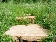 Paving stones partially overgrown by verdant grass.