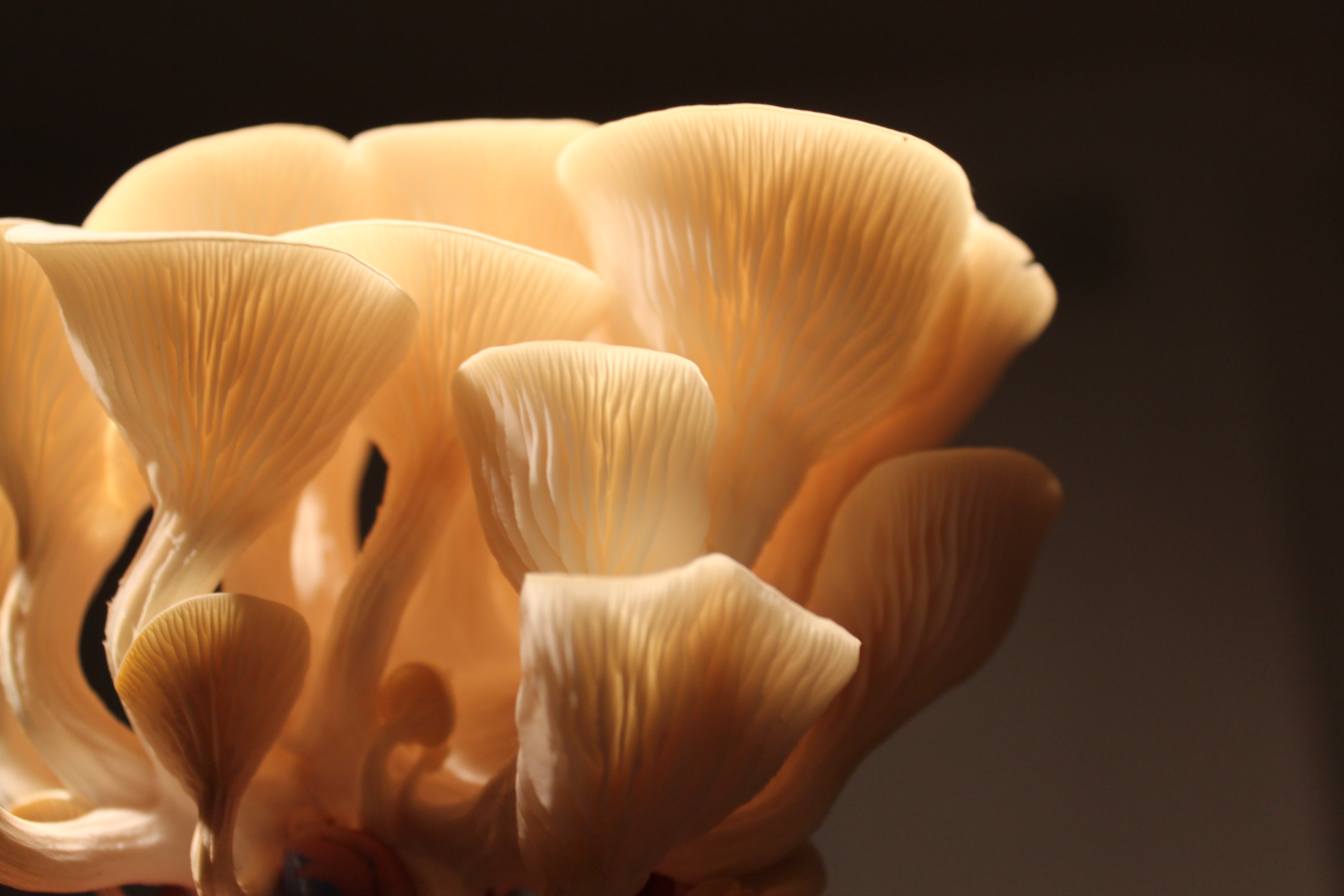 Golden gourmet oyster Mushrooms grown in an urban environment by Designer Rachel Horton-Kitchlew