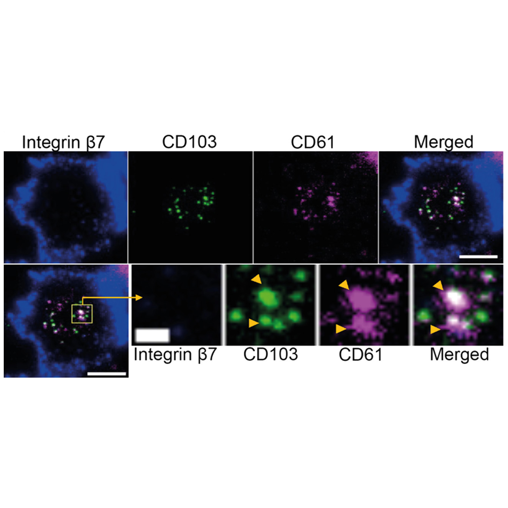 The image shows confocal microscopy visuals illustrating a CD61-CD103 immune synapse platform within a T cell.