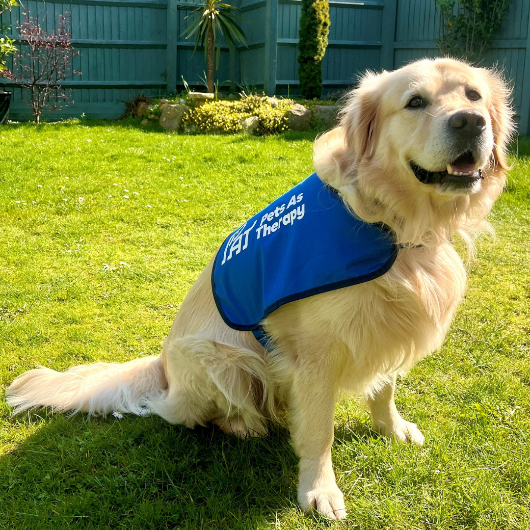A golden retriever dog