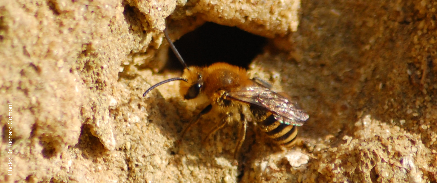 Ivy mining bee (Colletes hederae) on dry sand