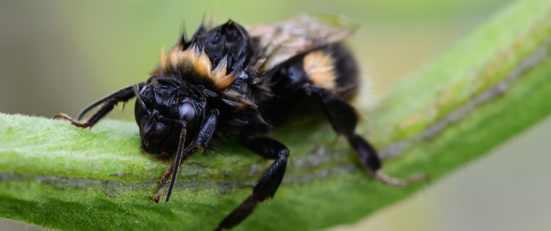 A wet, soggy bumblebee clings on to a stem, looking worse for wear