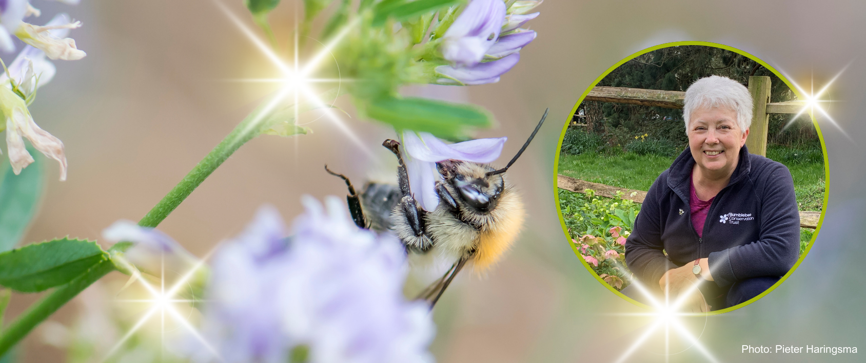 Picture of bumblebee and inset picture of CEO Gill Perkins with sparkles