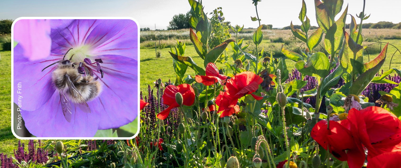 Two images showing bumblebee on purple flower and landscape of flowers on small holding including red poppy