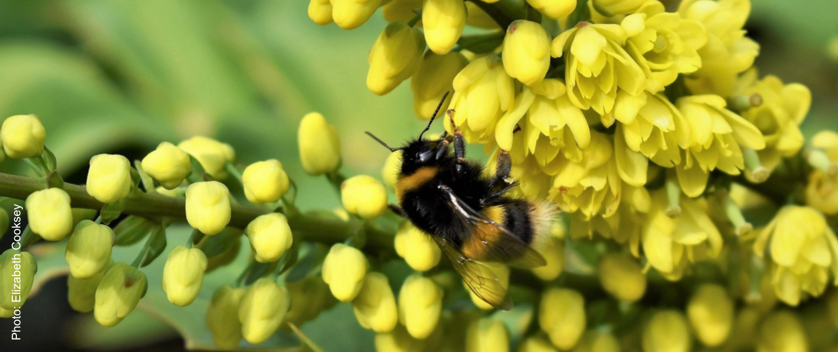 Buff-tailed bumblebee on the ground