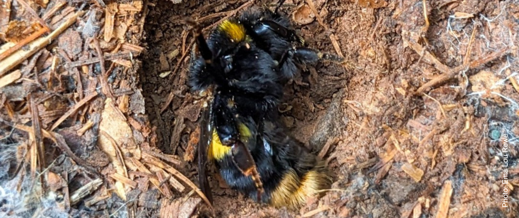 Small circular hole in a log surrounding a bumblebee queen