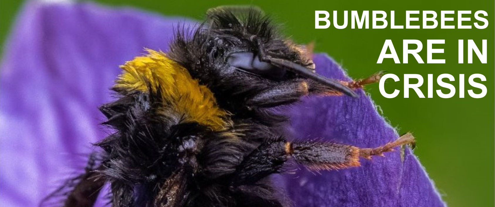 Wet bumblebee hanging onto purple flower with white lettering in top right hand corner 'Bumblebees are in crisis'