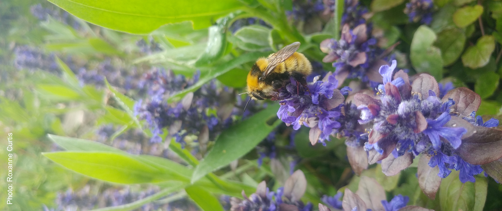 Great Yellow bumblebee on purple flower