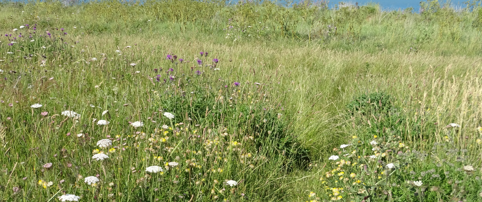 Landscape of wildflowers and grassland with sea in far background