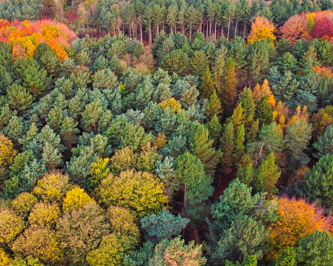 Trees